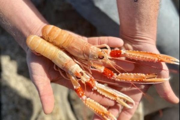 Langoustine